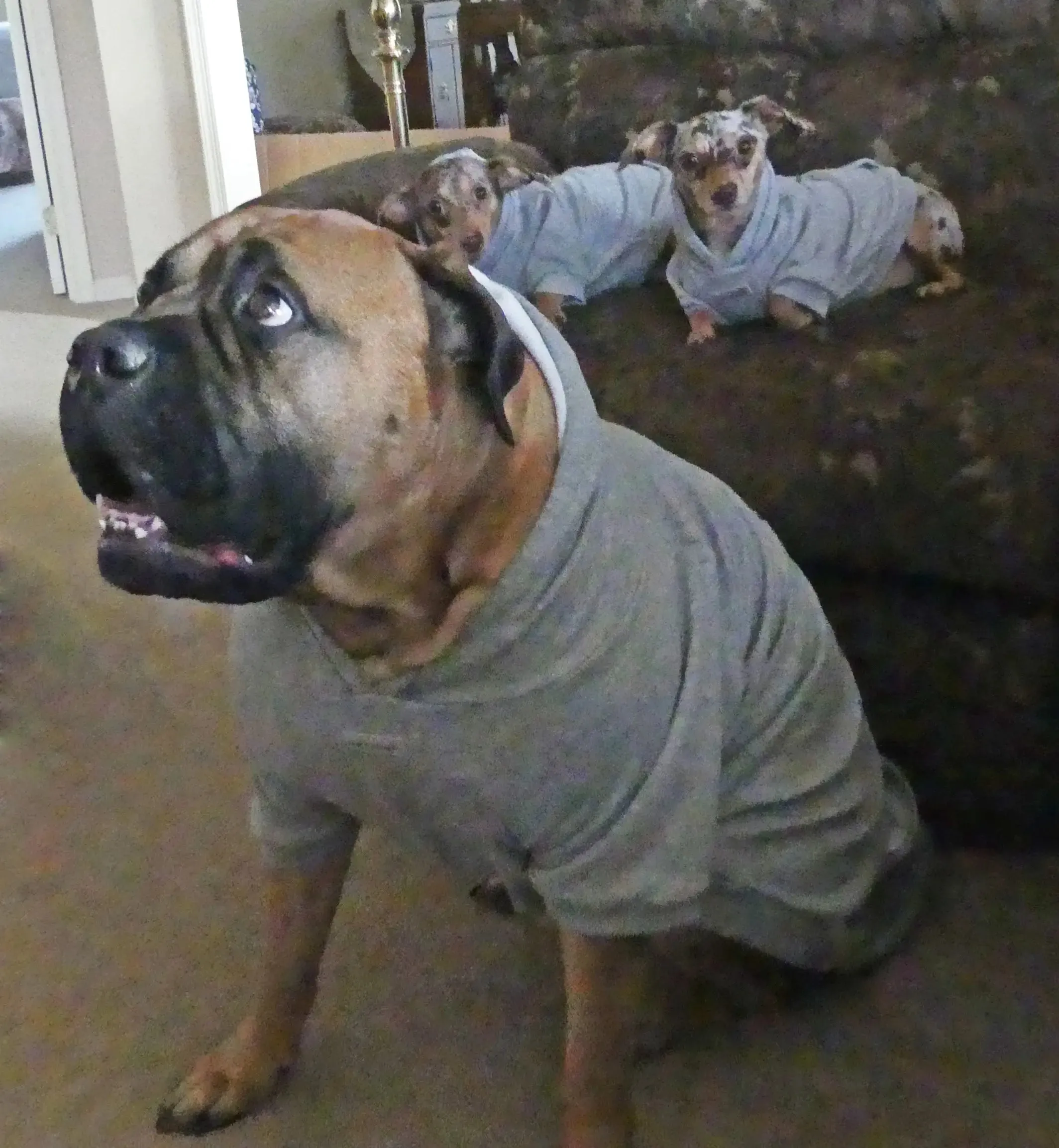 BFF Grey Fleece Dog Hoodie Sweatshirt XXS to 100  LBS  ****FINAL SALE ****